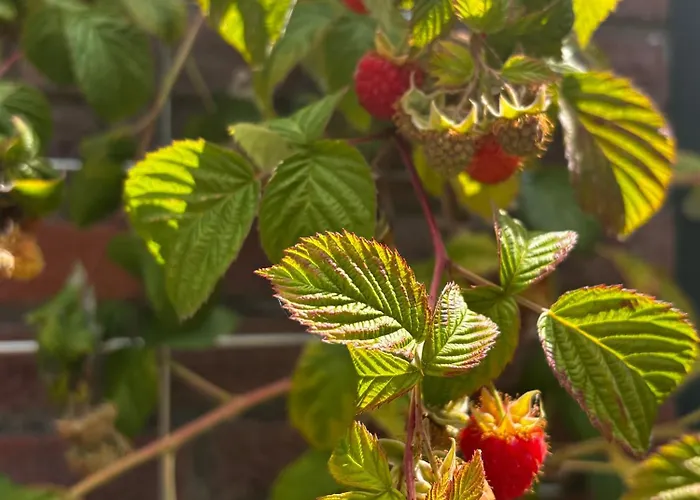 Bed & Breakfast Mamaloutje