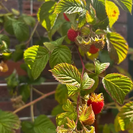 Bed & Breakfast Mamaloutje